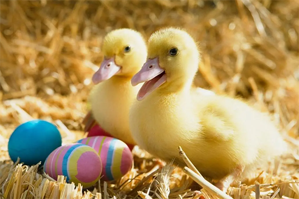 孕妇梦见很多黄色的小鸭子是生男孩还是生女孩?