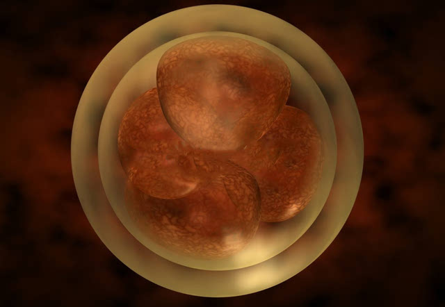胚胎发育