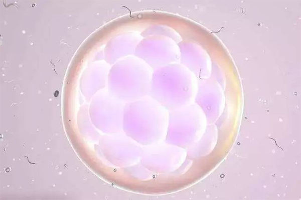 6ab的囊胚质量怎么样，移植成功率高不高？