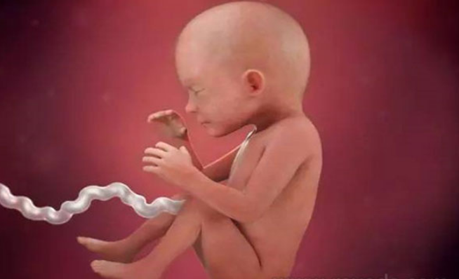 孕23周胎儿的发育情况