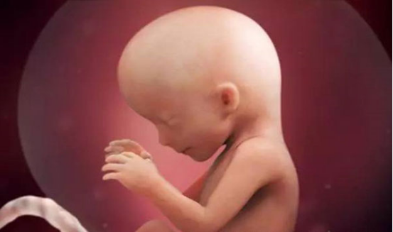孕15周胎儿的发育情况