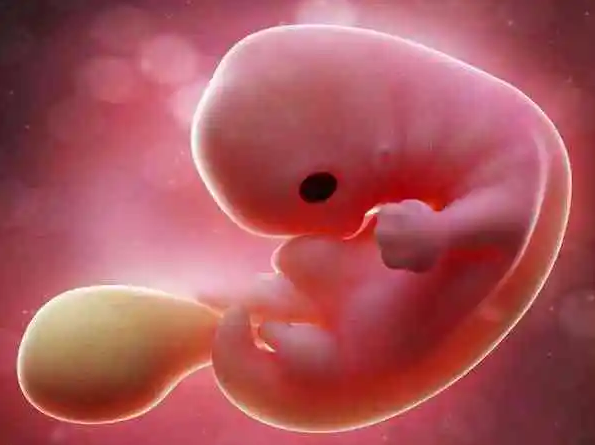 胚胎发育快慢跟什么有关系，其遗传和饮食影响最大