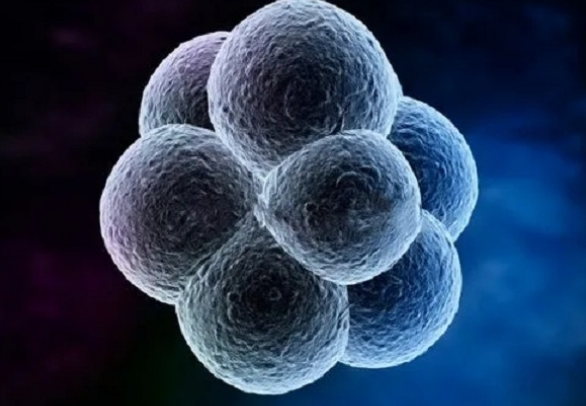 为什么第三代试管要攒够4个胚胎才能进行下一步呢？