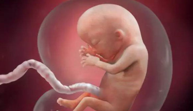 孕12周胎儿的发育情况
