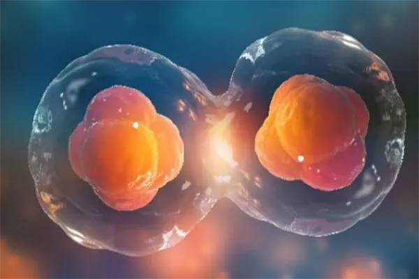 要满足什么条件做试管才可以放两个胚胎进去?