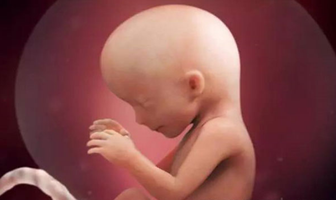 孕16周胎儿的发育情况