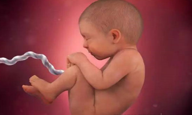 孕38周胎儿的发育情况