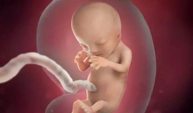 孕11周胎儿的发育情况