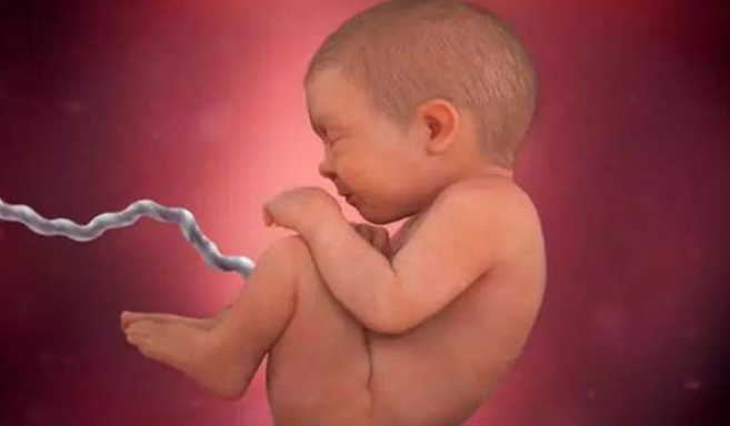 孕40周胎儿的发育情况