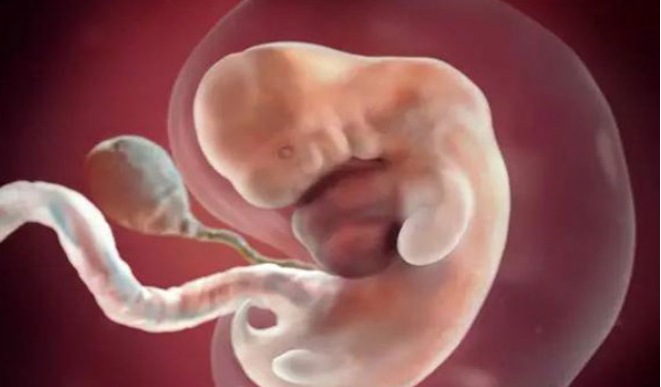 怀孕第6周的胎儿发育情况