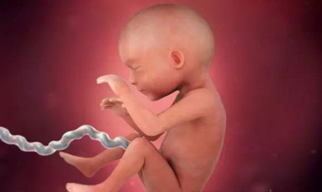 孕25周胎儿的发育情况