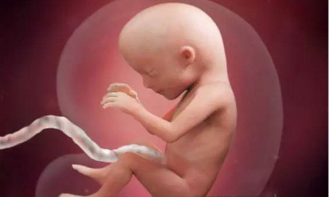 孕14周胎儿的发育情况
