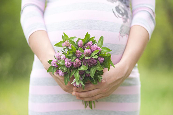 10种超适合送孕妇的花，百合、康乃馨的寓意好