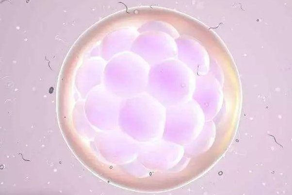 体质差的女性在自然周期促排卵得到的卵泡是不是会比较少？