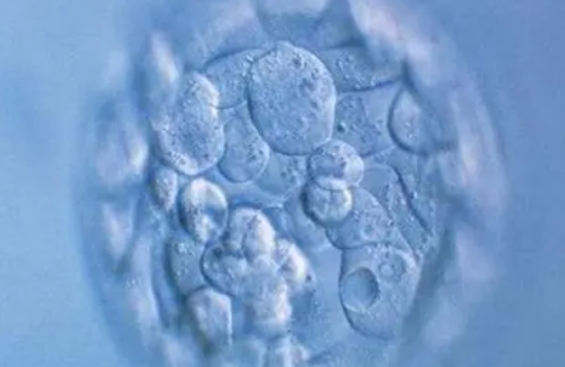 大龄试管促排后得到的胚胎质量不好能移植吗？