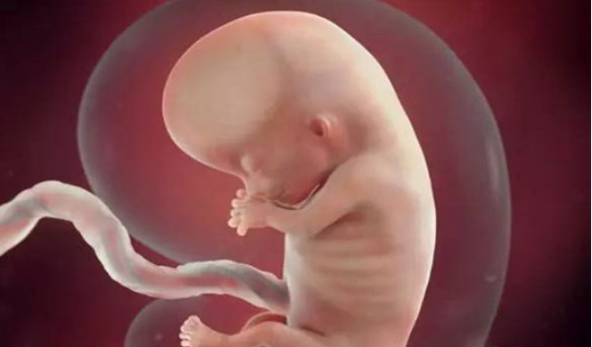 孕10周胎儿的发育情况