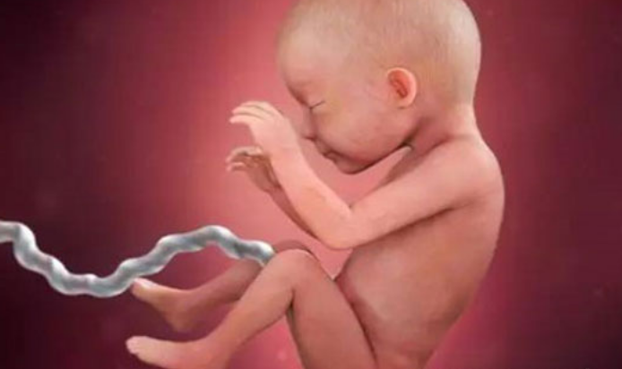 孕26周胎儿的发育情况
