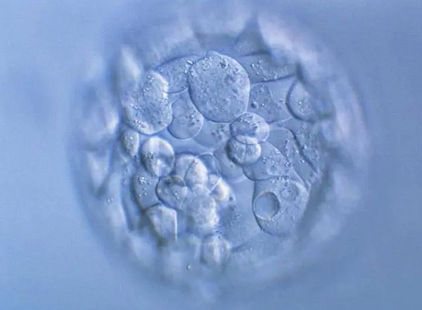 不同胚胎移植成功的概率