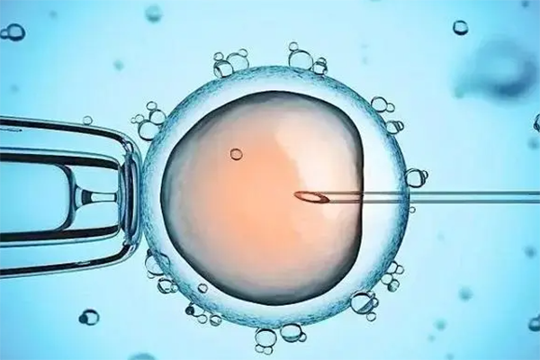 微刺激方案可以移植鲜胚吗?