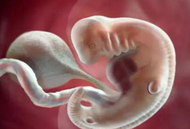 怀孕第5周的胎儿发育情况
