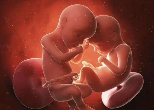 做试管婴儿怀龙凤胎和双胞胎哪个几率大一点呢？