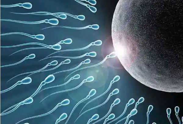 想生男孩儿要在备孕前禁欲多久Y精子质量才会极好？