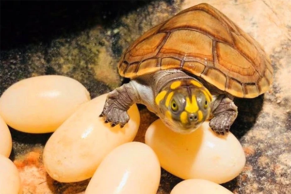 孕妇梦见乌龟蛋是预兆生男孩还是生女孩?