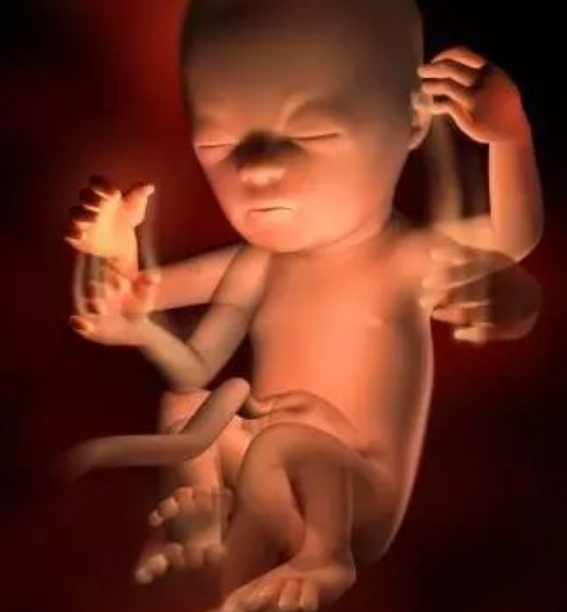 孕18周胎儿的发育情况