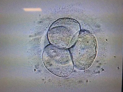 实验室培养胚胎
