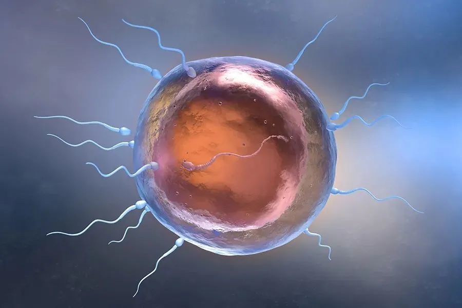 供精试管取卵14个为什么一个胚胎都没配成功啊？