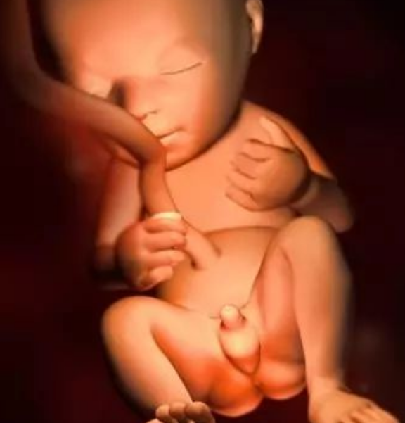 孕20周胎儿的发育情况