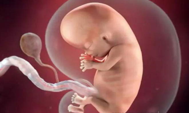 孕9周胎儿的发育情况