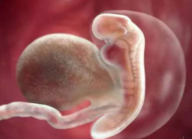 怀孕第4周的胎儿发育情况