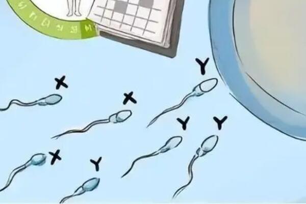 怀孕前期男性想让y精子增多该怎样做？