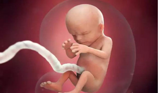 孕13周胎儿的发育情况