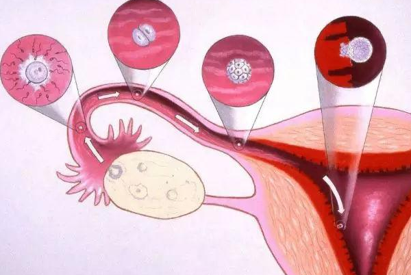 试管促排时优势卵泡为啥老在卵巢一侧生长呢？