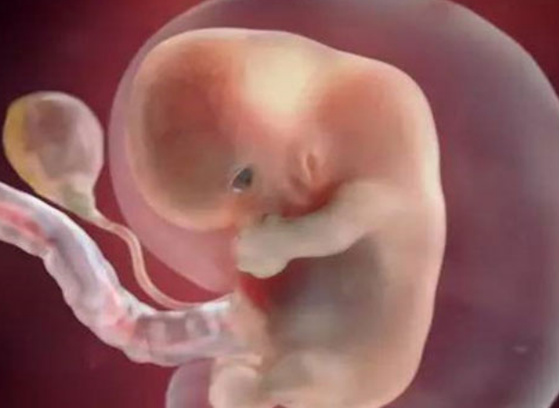 孕7周胎儿的发育情况